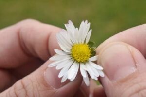 Gänseblümchen